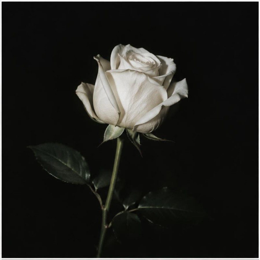 Baltā roze vāks
